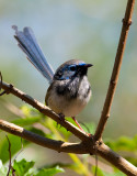 Young Blue Wren.jpg