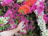 Bougainvillea