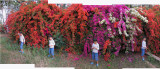 Rahil at Pataudi Palace with bougainvillea (25 Mar 2012)