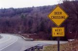 Deer Crossing Nefaine VT.jpg