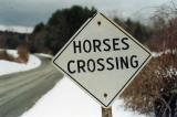 Horses Crossing Gill MA.jpg
