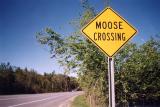 Moose Crossing Manchester VT.jpg