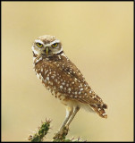  Burrowing Owl .jpg