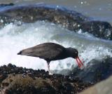 Oystercatcher in surf