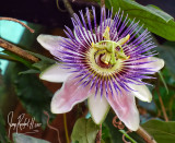 Passiflora Flower