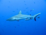 Grey Reef Shark with Remora