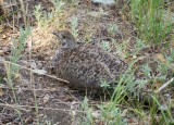 Sooty Grouse