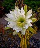 Cactus Bloom