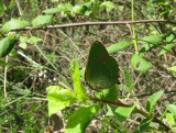 Green Hairstreak