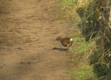 Water Rail
