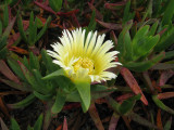 Hottentot Fig