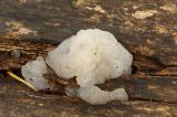 Jelly Fungus