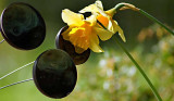 NOT A GOOD SHOT BUT I LIKED THE IDEA OF THE FLOWERS LISTENING TO THE BELLS.