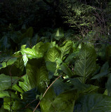 SKUNK CABBAGE