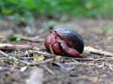 hermit crab at Hof Pastor