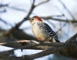 Red Bellied Woodpecker