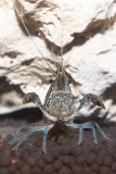 Blue marbled crayfish