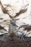 Blue marbled crayfish