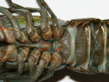 cherax.jpg