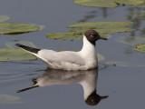 Kokmeeuw - Black-headed Gull