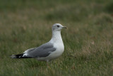 Stormmeeuw - Common Gull