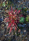 Red plant