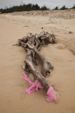 Drift wood with socks