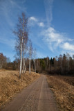 Birches by the road