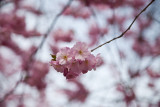 Cherry blossom