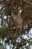 Asio otus - Ransuil - Long-eared Owl