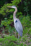 Blue Heron