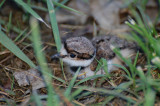 Baby Kildeer