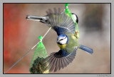 Blue Tit -take off