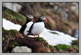 Pair of Puffins