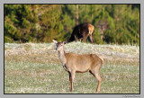 Deer