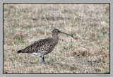 Eurasian Curlew / Storspove