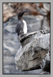 Guillemot / Lomvi