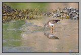 Strandsnipe  / Common sandpiper