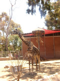 San Diego Zoo 7746.jpg