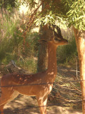 San Diego Zoo 7798.jpg