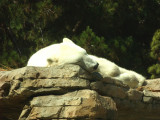 San Diego Zoo 7805.jpg