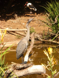 San Diego Zoo 7811.jpg