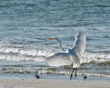 IMG_5736 Great White Egret.jpg