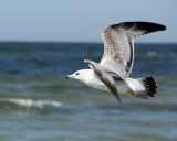 IMG_5941 ring-billed gull.jpg