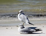 IMG_5988 ring billed gulls.jpg