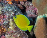 Blue Tang Juvenile P1010127.jpg