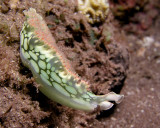 Lettuce Sea Slug P1010062.jpg