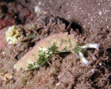 Lettuce Sea Slug P1010064.jpg