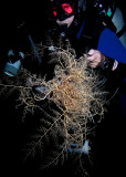 Bob and Giant Basket Star P3300031.jpg