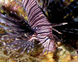 Lionfish P3310050.jpg